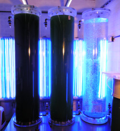 microalgae mass culture system from Biores s.a.