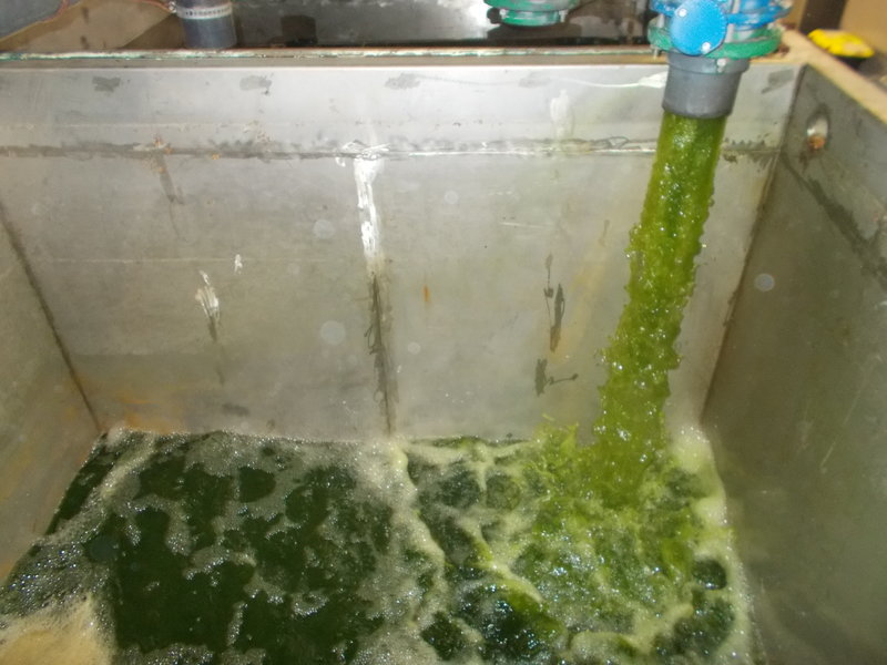 tank of the microalgae mass culture system