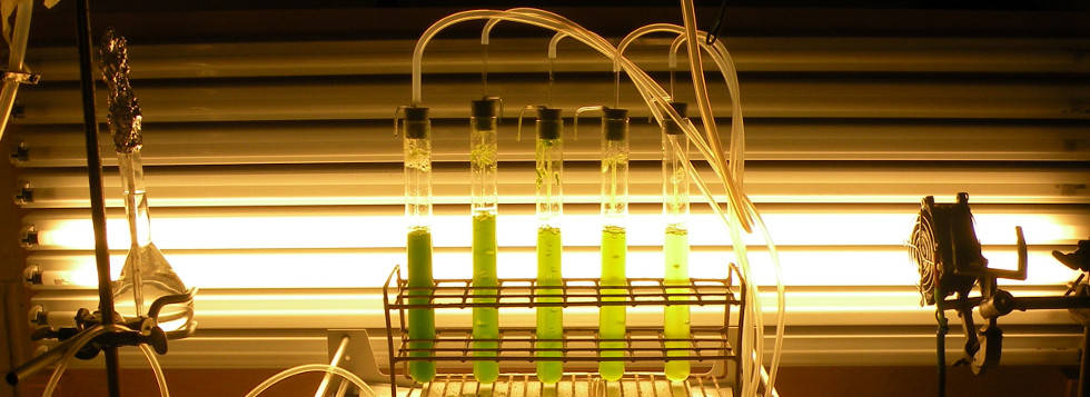 photobioreactors of microalgae