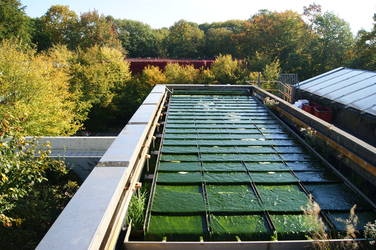 microalgae mass culture system
